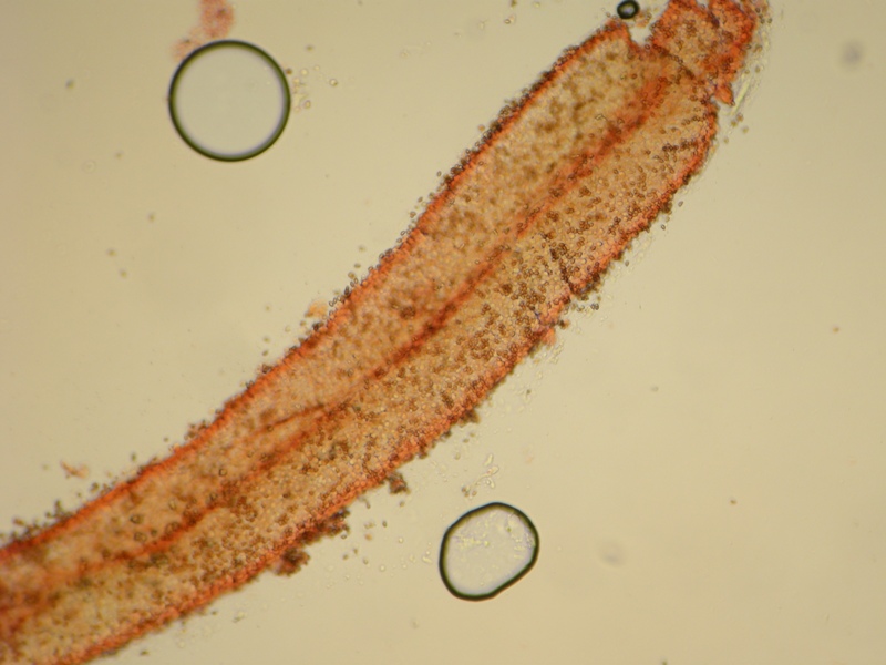 Pholiotina sp. (cfr. Conocybe aporos)
